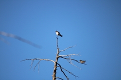 Tachycineta leucopyga