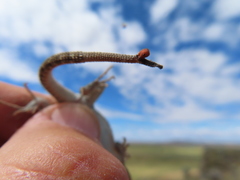 Pogonomyrmex occidentalis