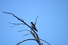 Tachycineta leucopyga