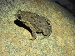 Rhinella humboldti