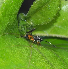 Cryptinae