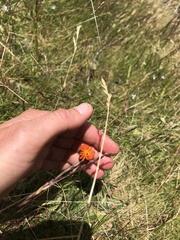 Pilosella aurantiaca