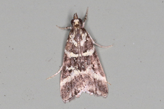Scoparia spelaea