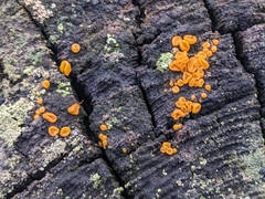 Dacrymyces variisporus