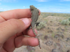 Pogonomyrmex occidentalis