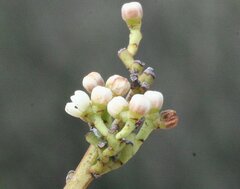 Choretrum glomeratum