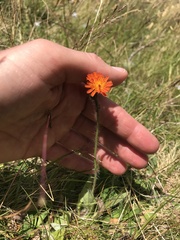 Pilosella aurantiaca