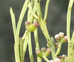 Choretrum glomeratum