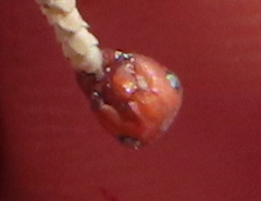 Formica integra
