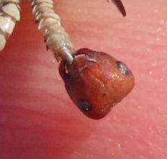 Formica integra