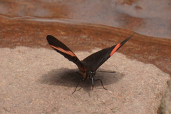 Adelpha lycorias