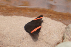 Adelpha lycorias