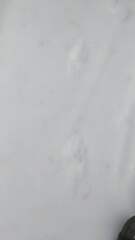 Canis familiaris
