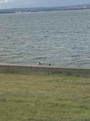 Phalacrocorax varius