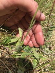 Pilosella aurantiaca
