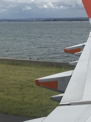 Phalacrocorax varius