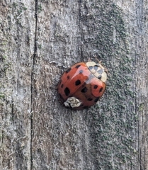 Harmonia axyridis