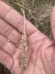 Tridens albescens