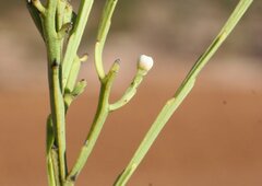 Choretrum glomeratum