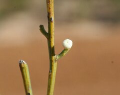 Choretrum glomeratum