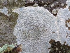 Pertusaria plittiana