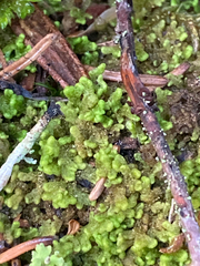 Ptilidium pulcherrimum