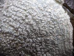 Pertusaria plittiana