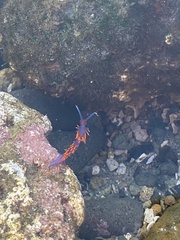 Flabellinopsis iodinea