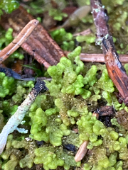 Ptilidium pulcherrimum