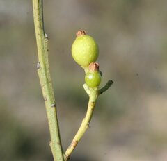 Choretrum glomeratum
