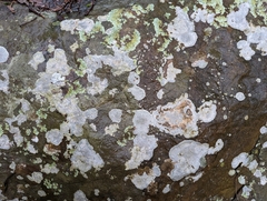 Pertusaria plittiana