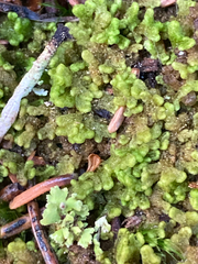 Ptilidium pulcherrimum