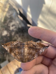 Eutrapela clemataria