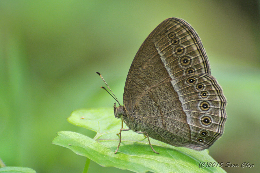 Common Bushbrown