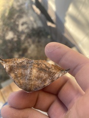 Eutrapela clemataria