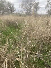 Tridens albescens