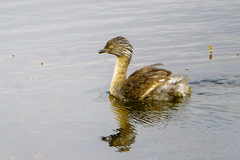 Poliocephalus poliocephalus