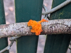 Tremella mesenterica