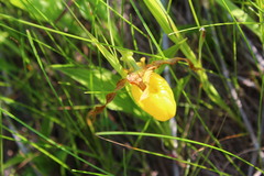 Cypripedium parviflorum pubescens