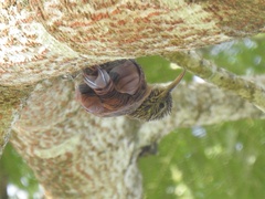 Lepidocolaptes souleyetii