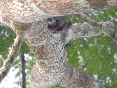 Lepidocolaptes souleyetii