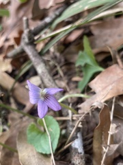 Viola missouriensis
