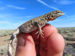 Formica integra