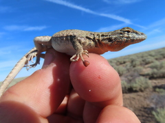 Formica integra