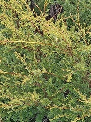 Kunzea robusta