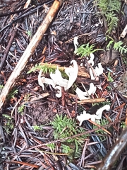 Multiclavula vernalis