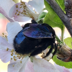 Xylocopa
