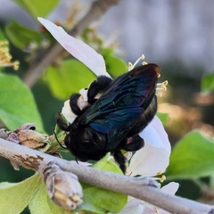 Xylocopa