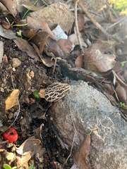 Morchella rufobrunnea