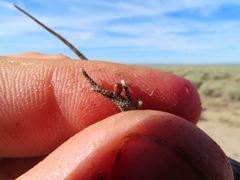 Formica integra